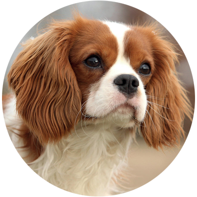 cavalier king charles mec